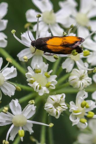 Pammene aurana
